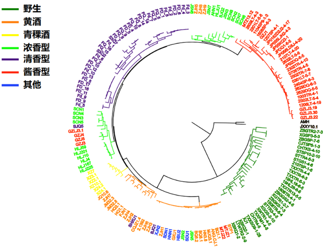 泸州市老酒协会